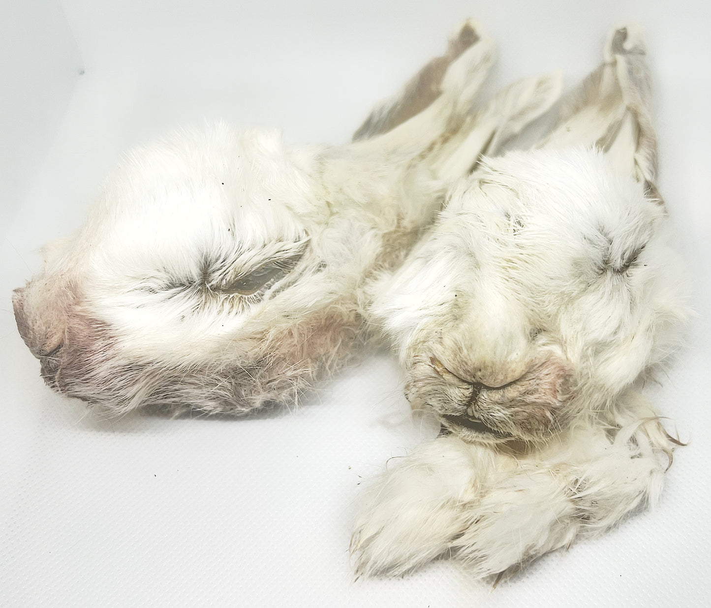 Furry Rabbit Head